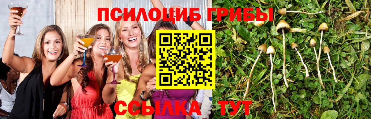 Кудрово  Псилоцибиновые грибы MAGIC MUSHROOMS  Вход с VPN 